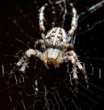 The Spanish researchers measured the thermal diffusivity of the garden spider's silk.