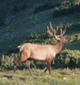 A new study by CU-Boulder researchers indicates larger mammals in North America, including elk, are 27 times more likely to respond to climate change than small mammals.