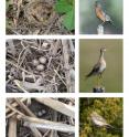 American robins (top) and vesper sparrows (bottom) were found nesting in greater abundance in no-till than in tilled soybean fields. A rare grassland species, the upland sandpiper (center) was found nesting in a no-till field.