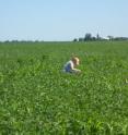 Former U. of I. graduate student Kelly VanBeek discovered that no-till soybean fields are contributing more to bird diversity, survival and nesting success than previously appreciated.