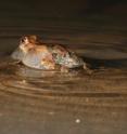 Ripples continue for several seconds after a male tungara frog has stopped calling.