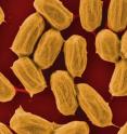 As Bacilli bacteria dry out and form spores (shown here), they wrinkle, and as they rehydrate, they swell. A team lead by former Wyss Institute resident scholar Ozgar Sahin harnessed these humidity-driven changes to power an actuator and generate electricity.