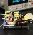 In this device, the humidity-driven flexing of a spore-covered piece of latex rubber (right) drives the movement of a magnet, which produces electricity. A device built on similar principles could function as a humidity-driven electrical generator.