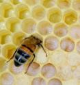 A bee feeds larvae.