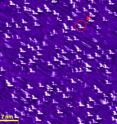 This is Minghu Pan's image of "clover-like" atomic defects -- an example is circled -- that result in strong superconductivity. This is Minghu Pan's image of "clover-like" atomic defects -- an example is circled -- that result in strong superconductivity.