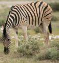 This shows zebras graze in Etosha National Park, Namibia. Zebras can fall victim to anthrax. The new bacteriophage virus called Tsamsa, isolated from zebra carcasses in the park, kills the anthrax bacterium.