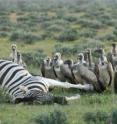 Vultures gather at a zebra carcass in Etosha National Park, Namibia. Zebras can fall victim to anthrax. The new bacteriophage virus called Tsamsa, isolated from zebra carcasses in the park, kills the anthrax bacterium.