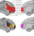 (A) The right vlFC ROI. Dorsally it included the inferior frontal sulcus and, more posteriorly, it included PMv; anteriorly it was bound by the paracingulate sulcus and ventrally by the lateral orbital sulcus and the border between the dorsal insula and the opercular cortex. (B) A schematic depiction of the result of the 12 cluster parcellation solution using an iterative parcellation approach. We subdivided PMv into ventral and dorsal regions (6v and 6r, purple and black). We delineated the IFJ area (blue) and areas 44d (gray) and 44v (red) in lateral pars opercularis. More anteriorly, we delineated areas 45 (orange) in the pars triangularis and adjacent operculum and IFS (green) in the inferior frontal sulcus and dorsal pars triangularis. We found area 12/47 in the pars orbitalis (light blue) and area Op (bright yellow) in the deep frontal operculum. We also identified area 46 (yellow), and lateral and medial frontal pole regions (FPl and FPm, ruby colored and pink).