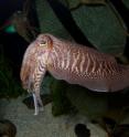 The cuttlefish, known as the "chameleon of the sea," can rapidly alter both the color and pattern of its skin. Researchers at Harvard and MBL now understand the biology and physics behind this process.