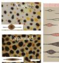 Left: Cuttlefish chromatophores change from a punctuate to expanded state in response to visual cues. The scale bar measures one millimeter. Right: This illustrated cross-section of the skin shows the layering of three types of chromatophores. Iridophores and leucophores would be positioned beneath the chromatophores.