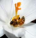 MSU scientists have identified how a single gene in honey bees separates the queens from the workers.