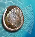 Researchers have turned to nature, and objects like seashells for inspiration, in order to create glass that is 200 times tougher than normal.