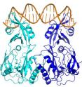This shows the atomic structure of an ARF/DNA complex. Auxins control the growth and development of plants through ARF