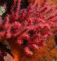 A new coral species, <i>Psammogorgia hookeri</i>, has been collected by scuba divers from rocky ledges at depths to 25 meters in Peru's Paracas National Reserve.
