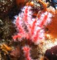 Costa Rican researchers at the Smithsonian Tropical Research Institute and the University of Costa Rica have named the coral for Yuri Hooker, biologist and naturalist at the Cayetano Heredia Peruvian University in Lima, Peru.