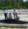 Male specimen of <i>Mesoplodon hotaula</i> that washed up on Desroches Island in the Seychelles in 2009, shown with men from the island. It was found by Wayne Thompson (far right in picture) and Lisa Thompson of the Island Conservation Society of the Seychelles.