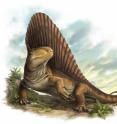 This is an artist impression of a <i>Dimetrodon</i>.