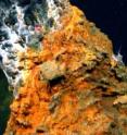 Scientists studying methane-producing microbes, like the ones found in deep-sea hydrothermal vents, discovered that a protein critical to photosynthesis likely developed on Earth long before oxygen became available.