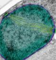 The conserved nuclear protein Ndc1 controls the insertion of holes into the nuclear membrane (shown in bluish purple). These openings become the sites for two essential structures: passageways called nuclear pore complexes (shown in purple), and spindle pole bodies (shown in green and blue), which anchor the microtubules (shown in yellow) that pull chromosomes to opposite sides of a dividing cell. The nucleoplasm is shown in dark green and the cytoplasm in grey. The conserved nuclear protein Ndc1 controls the insertion of holes into the nuclear membrane (shown in bluish purple). These openings become the sites for two essential structures: passageways called nuclear pore complexes (shown in purple), and spindle pole bodies (shown in green and blue), which anchor the microtubules (shown in yellow) that pull chromosomes to opposite sides of a dividing cell. The nucleoplasm is shown in dark green and the cytoplasm in grey.