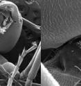These are micro-CT scans of an Allegheny mound ant. Ohio State University engineers studied the ant's neck region, shown in more detail to the right.