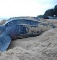 The last large populations of the leatherback turtle are at risk because their migratory routes in the Atlantic Ocean clash with the locations of industrial fisheries.