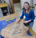 University of Oregon doctoral student Ashley Streig shows a tree stump on which tree-ring dating indicates the tree was cut prior to the earthquake of 1838 on the San Andreas Fault in the Santa Cruz Mountains.
