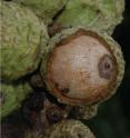 This image shows a young and unripe acorn, characteristic with a dense pattern of irregularly placed scales that cover nearly completely. Its surface is opened up here to show the nut.