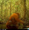 An adult male wades through the flooded Sabangau peat-swamp forest.