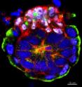 The mouse embryo's own stem cells organize themselves into a rosette-like arrangement as a pre-requisite for laying the foundations for the body when the embryo would implant into the uterus.