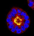 The mouse embryo's own stem cells organize themselves into a rosette-like arrangement as a pre-requisite for laying the foundations for the  body when the embryo would implant into the uterus.