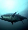 An Atlantic bluefin tuna strikes.