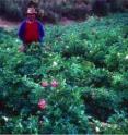 This is a farmer's field with multiple varieties of high-agrobiodiversity Andean potatoes.