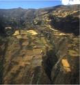 Here is a landscape of Andean potato growing, 3,600 to 4,200 meters above sea level in southern Peru.