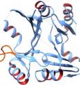 This is an overall ribbon diagram of FosB from <i>Staphylococcus aureus</i>. The unique "door" (highlighted in orange) is shown in the open position.