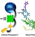 An artificial photosynthetic reaction center containing a bioinspired electron relay (yellow) mimics some aspects of photosynthesis. Along with colleagues at Argonne National Laboratory, Arizona State University scientists have reported advances toward perfecting an artificial leaf that uses solar energy to convert water cheaply and efficiently into hydrogen and oxygen. This development has the potential to sustainably harness the energy needed to provide the food, fuel and fiber that human needs are increasingly demanding.