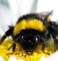 This is a bumblebee on a flower.