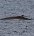 A fin whale is shown breaching the water's surface.