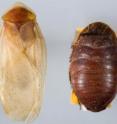 This image shows sexual dimorphism in <i>Arenivaga</i>; adult male on left, adult female on right.