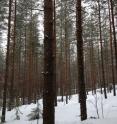 This is Finland's Hyyti&#228;l&#228; Forest, where researchers collected field measurements, in early spring.