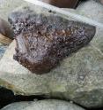 Scientists measure oil on small stones between boulders on beaches in the Gulf of Alaska. The rocky, high-energy coastlines southwest of the 1989 Exxon Valdez oil spill contain small remnants of the spill which appear to be protected by a stable boulder and cobble "armor," according to research being presented at the Ocean Sciences Meeting.