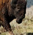 This is a bison in Yellowstone National Park.