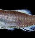 This is a blue lanternfish (<i>Tarletonbeania crenularis</i>), which is found in the Eastern Pacific. The photophores, light-producing structures, can be seen as spots on the side and belly of the fish.