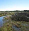 Researchers developed a new technique for collecting more -- and more accurate -- water quality data. The technique was tested in this brackish marsh.