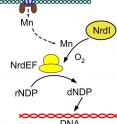 This image is an overview of manganese transport and role in providing nucleotide building blocks for DNA. The red, blue and brown shapes are components of the complex that transports manganese into the bacterial cell. NrdEF is the ribonucleotide reductase enzyme that creates the nucleotides and NrdI is the protein required for attaching manganese to the enzyme. Elimination of either NrdEF or NrdI completely prevented Streptococcus sanguinis from causing infective endocarditis.