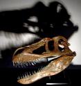 The new dinosaur species is estimated up to 10 meters long and 4-5 tons.