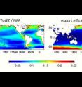 Global mean determinations of the efficiency of the biological pump from (left) the present food-web model and (right) an empirical method that models export efficiency as a function of the sea surface temperature (SST).