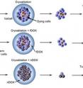 A schematic illustration of the resistance of cancer stem-like cells (CSCs) to cryoablation alone and its combination with free doxorubicin (fDOX) and nanoparticle-encapsulated doxorubicin (nDOX). Cryoablation may destroy most tumor cells while the remnant CSCs will reinitiate tumor growth and tumor relapse ensues. The combination of cryoablation and fDOX is not effective enough to destroy all CSCs either to prevent tumor relapse. In contrast, cryoablation combined with nDOX can effectively kill all CSCs, resulting in the eventual elimination of cancer because the non-stem cancer cells could not create the heterogeneity (e.g., cancer cells, fibroblasts, and endothelial cells) in tumor to sustain its growth.