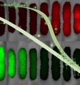 The background images show cells that have been repressed to different extents. Red fluorescence corresponds to the "repressor" transcription factors that turn off the genes that produce the green fluorescent protein. The two graphs in the foreground show the level of green fluorescent protein produced as a function of the level of repressor.