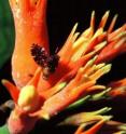 This photo shows a female fly with a male inflorescence of a plant (<i>Gurania spinulosa</i>).