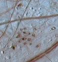 This shows Lenticulae terrain on the surface of Europa. Reddish spots and shallow pits pepper the enigmatic ridged surface of Europa in this view combining information from images taken by NASA's Galileo spacecraft during two different orbits around Jupiter.